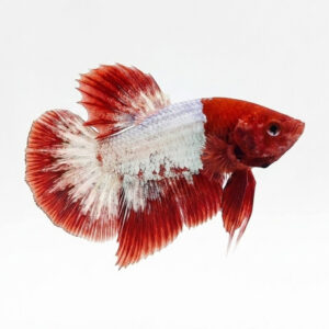 Betta Plakat Male Red-White WYSIWYG