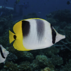 Chaetodon Ulietensis, double-saddle butterflyfish