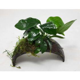 Coconut Bracelet with Anubias sp.