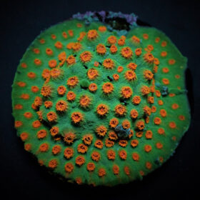 Cyphastrea Ultra (frag)