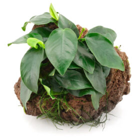 Lava Rock with Anubias