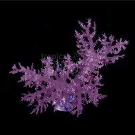 Litophyton, Bush coral vasaline