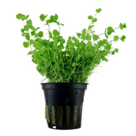 Micranthemum Umbrosum pot