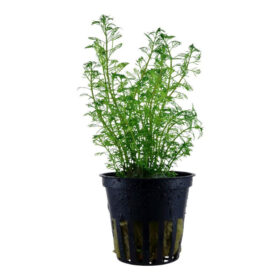 Myriophyllum Brasiliensis pot
