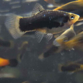 Platy Black Ninja, Xiphophorus maculatus