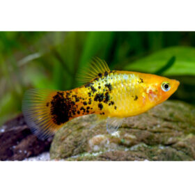 Platy Sunset Calico