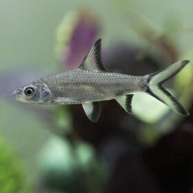 Silver Shark. Balantiocheilos melanopterus