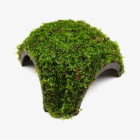 Three Hole Coconut with Java Moss
