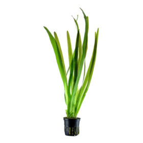 Vallisneria Americana Gigantea pot