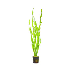 Vallisneria asiatica