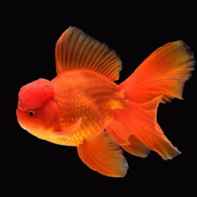 Χρυσόψαρα Oranda Mix 13-15cm