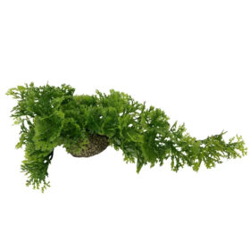 AQUA DELLA Hanging Moss 5cm