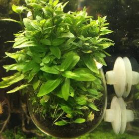 AQUA DELLA Plant Cup Glass