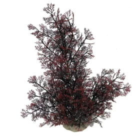 AQUA DELLA Plant Phoenix Red