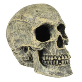 AQUA DELLA Skull Head
