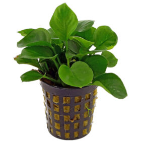 Anubias Barteri Coin Leaf pot