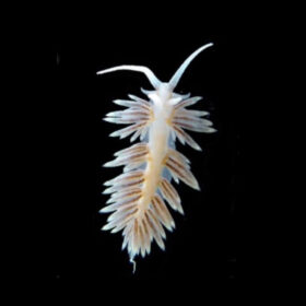 Berghia aiptasia eating Aeolidiella stephanieae