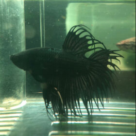 Betta Crowntail Black Male 1 WYSIWYG