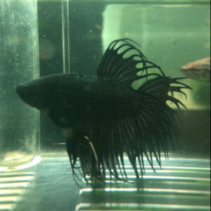 Betta Crowntail Black Male 1 WYSIWYG