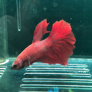 Betta Half Moon Red Male