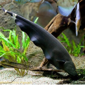 Black Ghost Fish