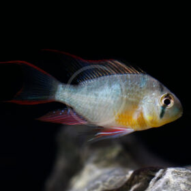 Bolivian Ram