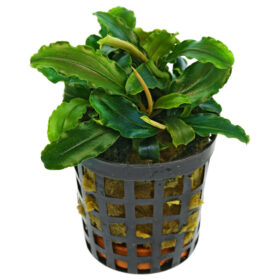 Bucephalandra Theia Green pot
