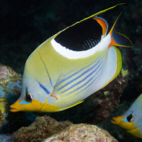 Chaetodon Ephippium