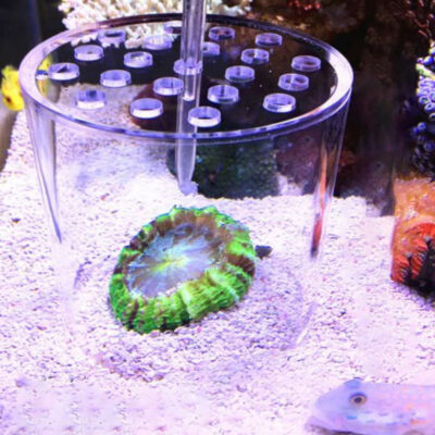 Coral Feeding Cover 120mm 2 aberaquatic