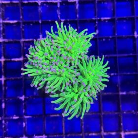 Euphyllia Glabrescens Ultra Premium