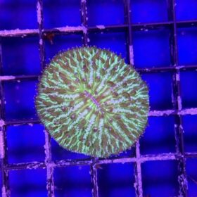 Fungia Green
