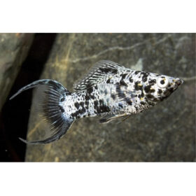 Molly Dalmatian Lyretail