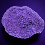 Montipora Purple-Blue - Image 2