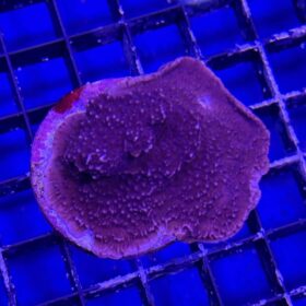 Montipora Purple-Blue (Frag)