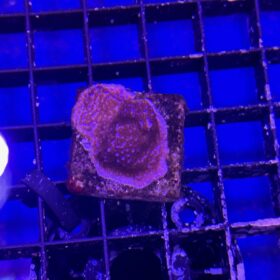 Montipora Superman (Frag)