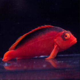 Neocirrhites Armatus Flame hawkfish