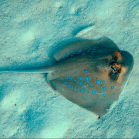 Σαλάχι Neotrygon Kuhlii Bluespotted stingray