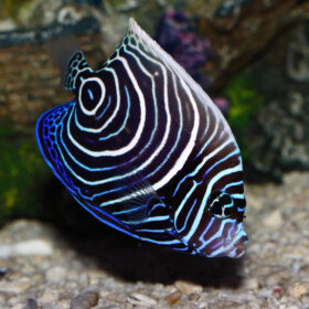 Pomacanthus Imperator tank bred