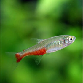 Red Belly Tetra