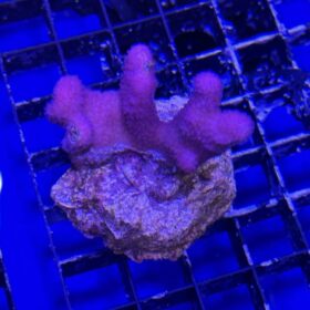 Stylophora Pistillata Pink Tonga (Frag)