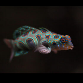 Synchiropus Picturatus, Psychedelic Dragonet