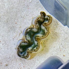 Tridacna Maxima Yellow Gold, Maxima Clam