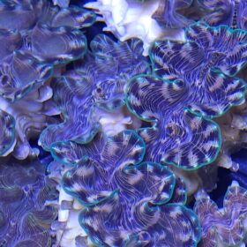 Tridacna Squamosina, Squamosina Clam