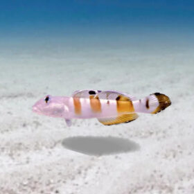 Valenciennea Wardii, Tiger sleeeper goby