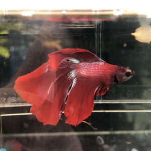 Betta Double Tail Male