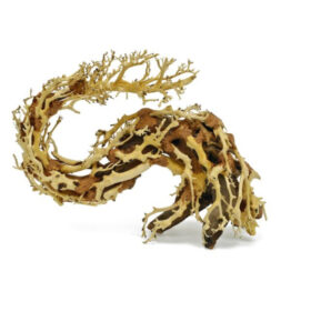 Dragon Bonsai Small