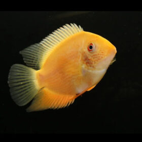 Golden Severum