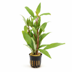 Hygrophila Angustifolia Pot