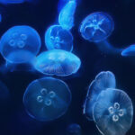 Moon Jelly fish, Aurelia Aurita
