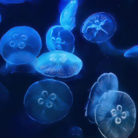 Moon Jelly fish, Aurelia Aurita